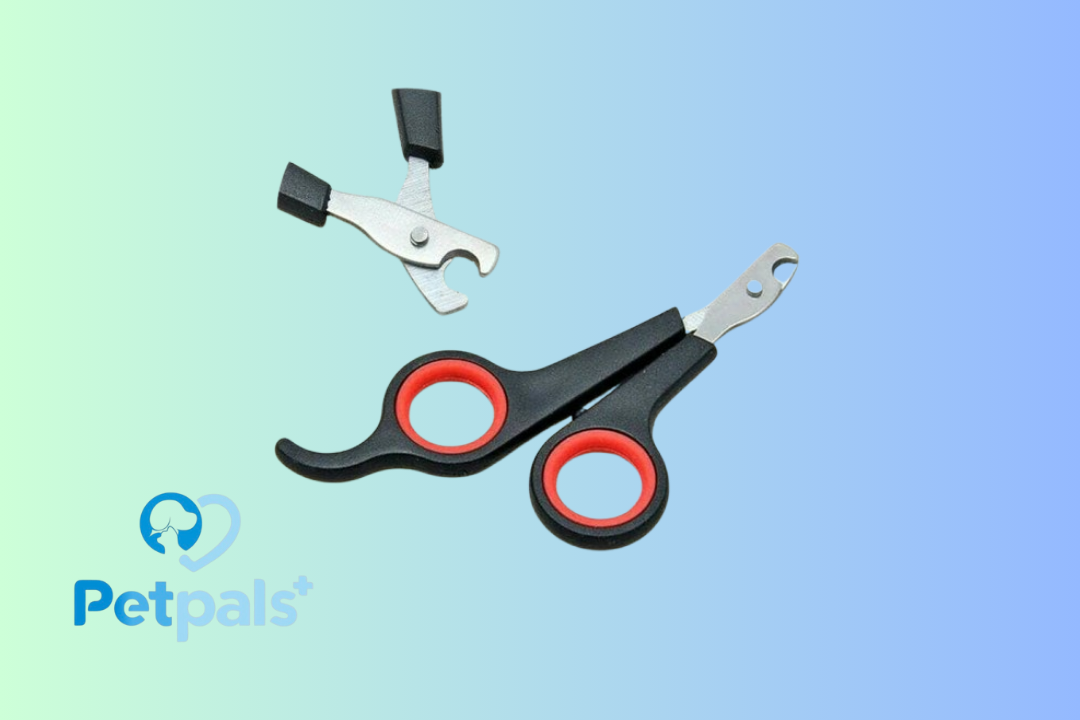 Perawatan Kuku untuk Hewan Peliharaan Kucing